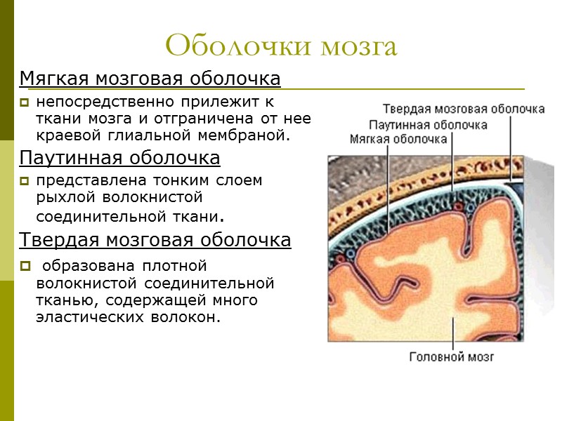 Оболочки мозга Мягкая мозговая оболочка  непосредственно прилежит к ткани мозга и отграничена от